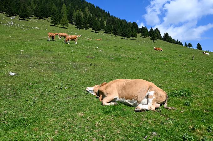 Na planincah je pa res lepo, kajne? Ob koncu ture bi na Kriški planini tudi vi z veseljem takole zalegli. | Foto: Matej Podgoršek