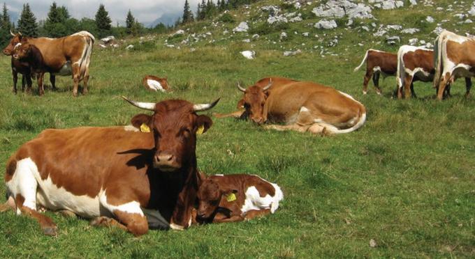 "Pri govedu se nam na primer dogaja, da slovenski proizvajalci oziroma kmetje govedo prodajo tujcem, ker nudijo višje odkupne cene." | Foto: Getty Images