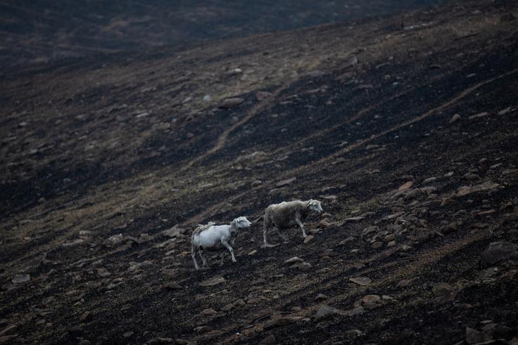 požar, Avstralija | Foto: Reuters