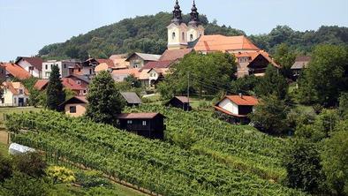 Letnik 2011 je bil za dolenjska vina odličen