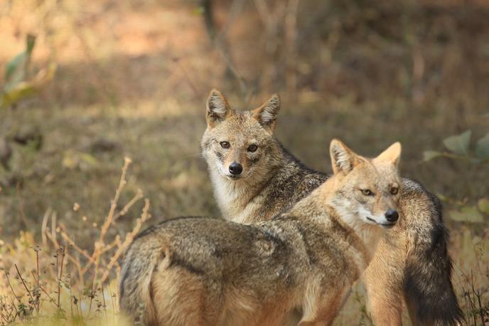 volk, žival, trop, divja žival, zver | Fotografija volkov je simbolična. | Foto Shutterstock