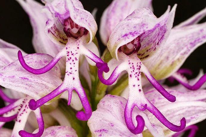 orhideja italica | Foto Arhiv Ocean orchids