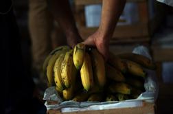 3,5 tone kokaina v bananah na poti v Evropo