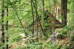 Slovenija po gozdnatosti tretja, po dodani vrednoti lesne industrije enajsta v EU