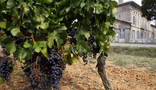 Bordojske vinske znamke so še vedno najmočnejše
