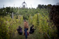 Vinograd na najlepšem mariborskem griču spet živi (foto)