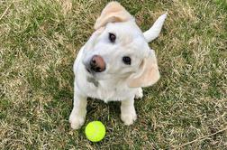 Zakaj psi obračajo glavo, ko govorite z njimi?