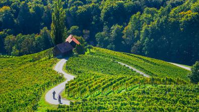 Kje boste letos okušali najboljša vina: vodič po vinskih dogodkih in praznikih