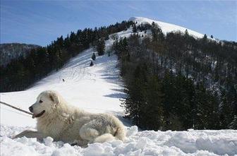 Na Blegoš soncu naproti