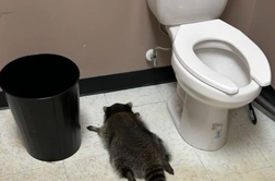 Rakun vdrl v trgovino z alkoholom, se napil in obležal. Kaj se je zgodilo potem?