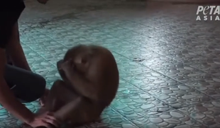 Grozljiva dresura opic za zabavo turistov #video