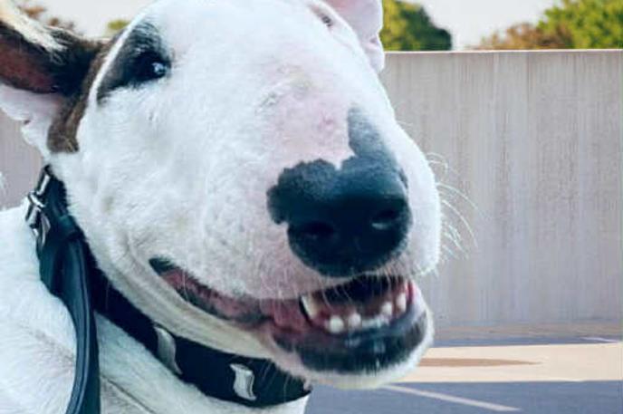 Psička | Inšpekcija Uprave za varno hrano, veterinarstvo in varstvo rastlin (UVHVVR) je za vse tri pse, med katerimi je vsaj eden do smrti pogrizel 84-letno lastnico, odredila evtanazijo. | Foto FB/AniMa - Animals Matter