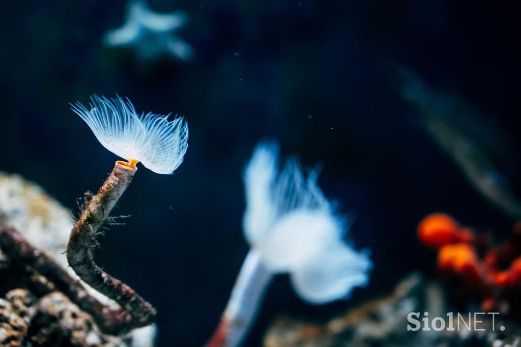 McDonald's, Akvarij Piran