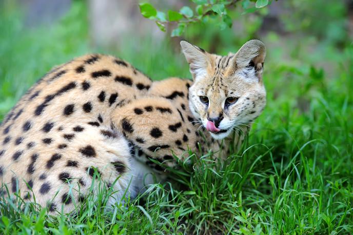 afriška divja mačka, serval | V vrtu imajo poleg pobegle samičke še dva servala. Vsi so po njegovih besedah udomačeni in nenevarni. | Foto Shutterstock