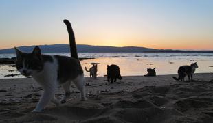 Osamljena plaža na Sardiniji, kjer srečate le ... mačke