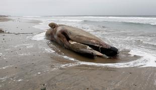 Kit na Tajskem poginil z 80 plastičnimi vrečkami v želodcu