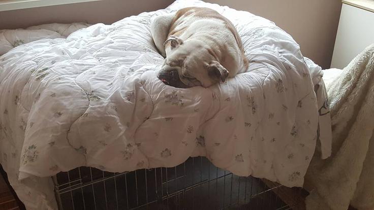 Družbo jim bo delala angleška buldoginja Lina.  | Foto: 