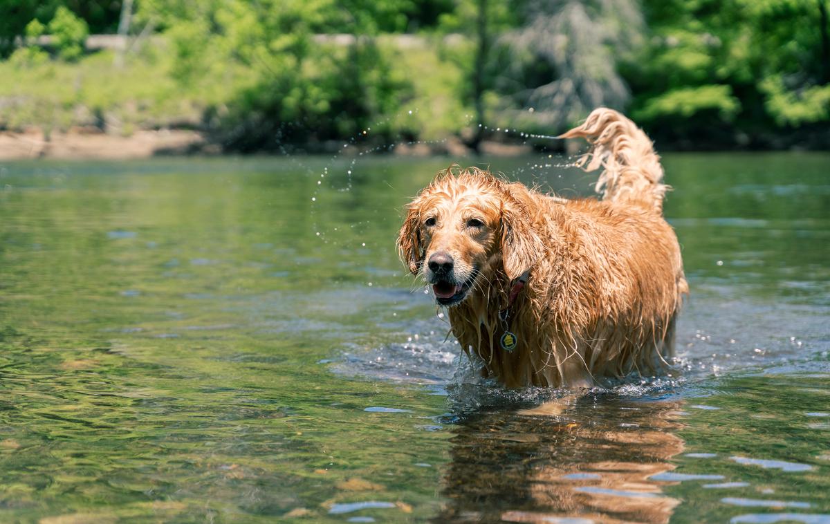 Pes, jezero | Foto Shutterstock