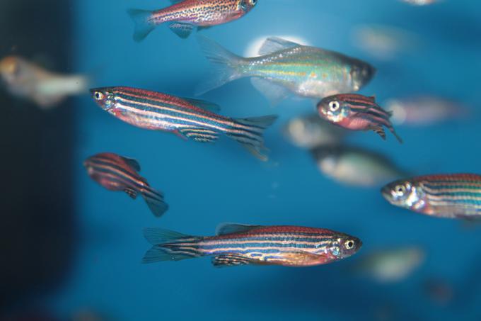 Ljudje smo ribam cebricam genetsko bolj podobni, kot si mislimo (ali bi si to želeli priznati). | Foto: Thinkstock