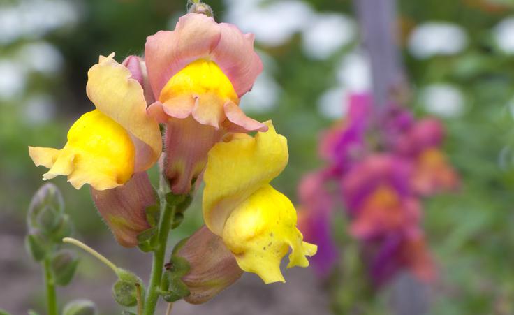 odolin | Foto: Thinkstock