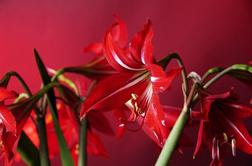 Amarilis, čudovita sobna rastlina za meglene dni