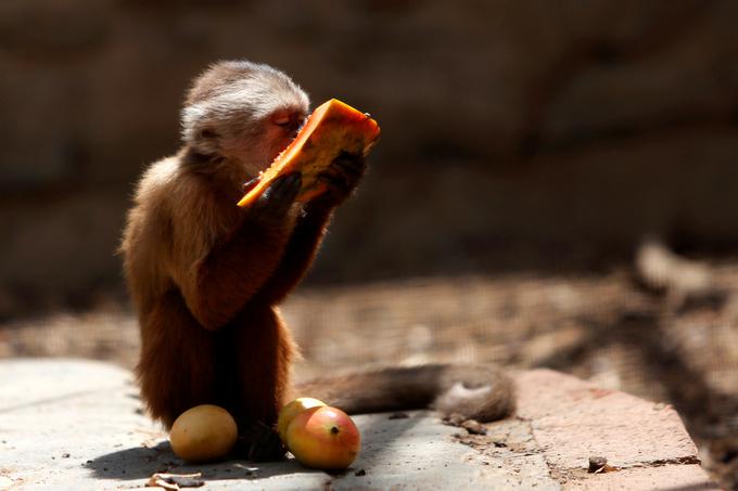 Živali zaradi lakote umirajo tako v živalskem vrtu v Caracasu kot tudi v živalskih vrtovih drugje po državi. | Foto: 
