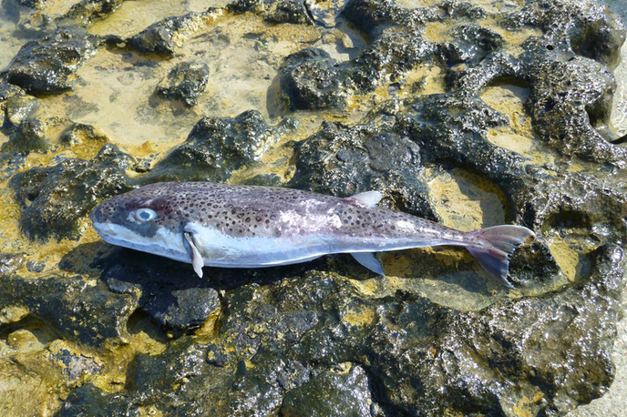 riba napihovalka | Riba, ki jo je ujel italijanski ribič, je dolga približno 20 centimetrov. | Foto Wikipedia