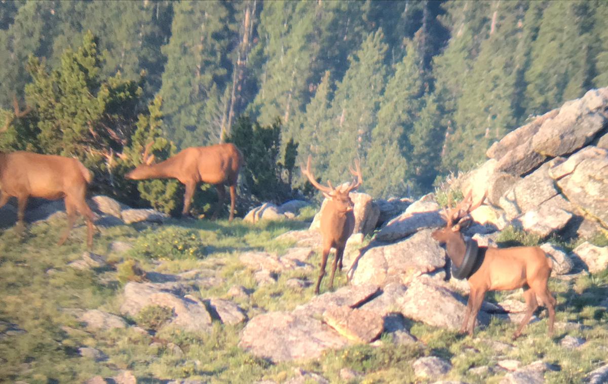 los pnevmatika | Nesrečnik s pnevmatiko je bil del črede okrog 40 jelenov. | Foto Colorado Parks Wildlife