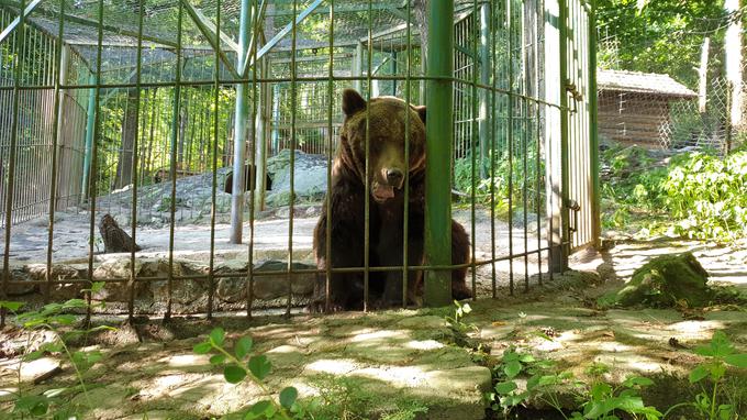 Štiri leta po napadu ima medved Tim še vedno travme. | Foto: Andreja Lončar