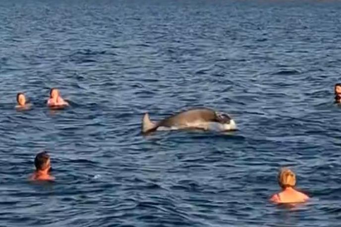 delfin, Maslenica, plavanje | Nekatere vrste delfinov so zelo družabne in jih pogosto vidimo v velikih skupinah.  | Foto TikTok/kovacicka88