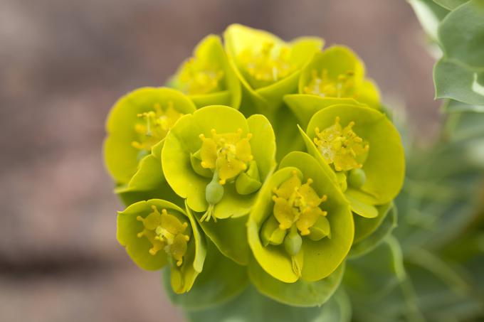 Rastlina na koncu poganjkov požene rumeno-zelene cvetove. Cveti od maja do julija.  | Foto: Guliverimage/Vladimir Fedorenko