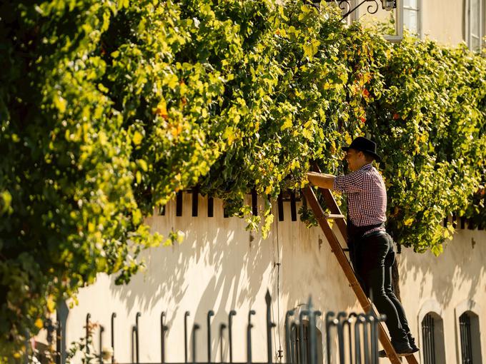 Trgatev se začne s pokušino pravega grozda, ki jo opravi mariborski župan. | Foto: Klemen Golob