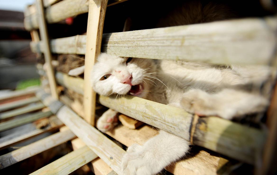 Maček | Mačke so opazili v zaprtih lesenih zabojih.  | Foto Guliverimage