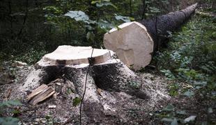 Pri žaganju dreves umrl 56-letnik
