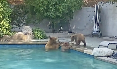 Neverjetno: medvedi začofotali v bazenu #video