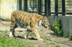 Tiger je podivjal - in storil to