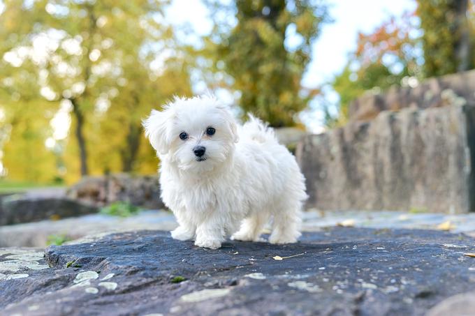 Maltežani ostajajo priljubljena pasma med ljubitelji psov po vsem svetu. | Foto: Shutterstock