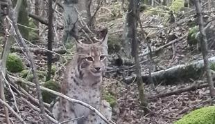 Nevsakdanji prizor: pohodnica v objektiv ujela nesramežljivega risa