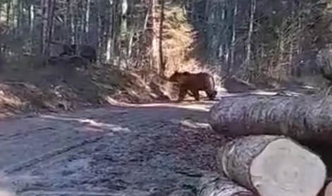 Med sečnjo v gozdu posnel medvedjo družinico #video