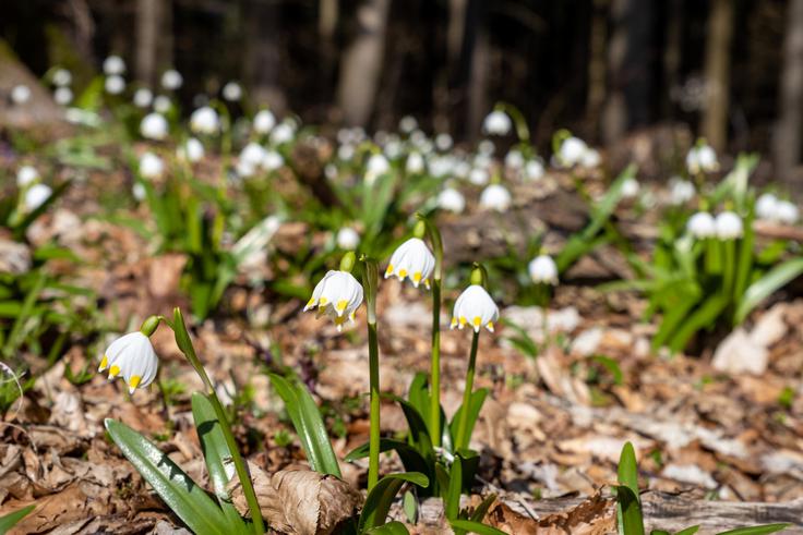 Ob poti v tem času ne manjka niti kronc. | Foto: Matej Podgoršek