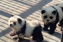 Panda kuži