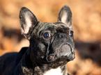 Francoski buldog