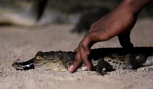 Jezni domačini v Indoneziji pobili skoraj 300 krokodilov