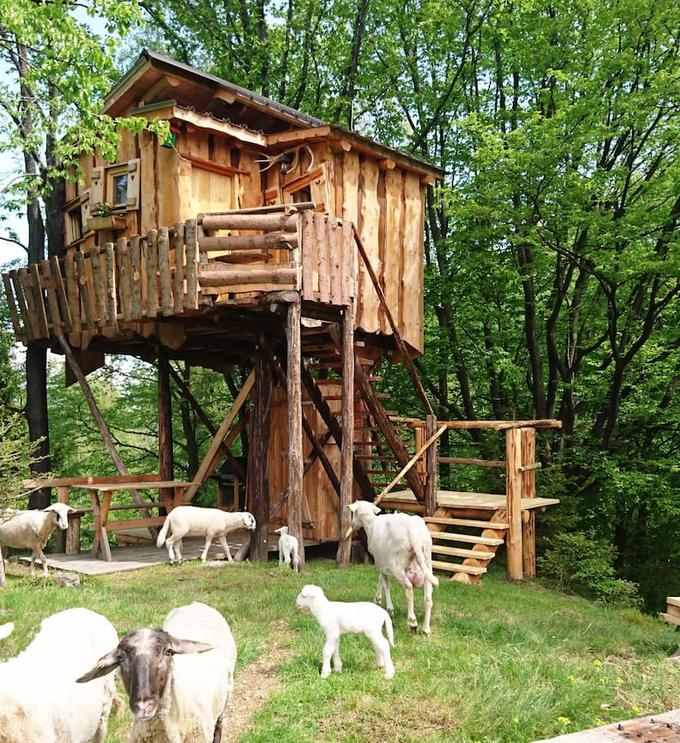 Idilična drevesna hiška na Kozjaku se je uvrstila v avstrijski izbor najbolj vznemirljivih počitniških hišk na svetu. | Foto: Airbnb