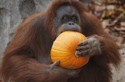 Poginila najstarejša orangutanka na svetu