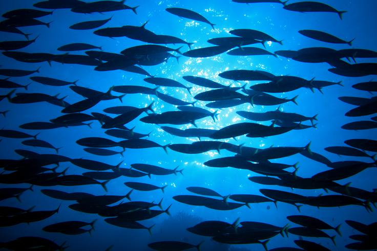 Za razliko od tradicionalnih metod razsoljevanja nova metoda ne ogroža prebivalcev oceana. | Foto: Shutterstock