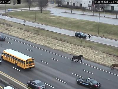 Policijska konja pobegnila iz hleva in blokirala avtocesto #video