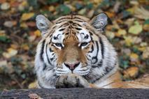 sibirski tiger