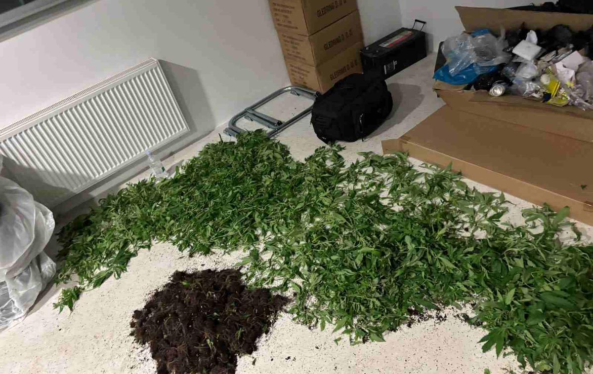 droge, policija, Trzin | Policisti so med hišno preiskavo odkrili več kot 250 sadik, domnevno gre za prepovedano drogo konopljo. | Foto policija