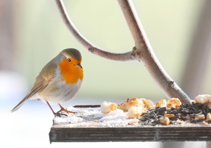hranjenje ptic | Foto: Getty Images